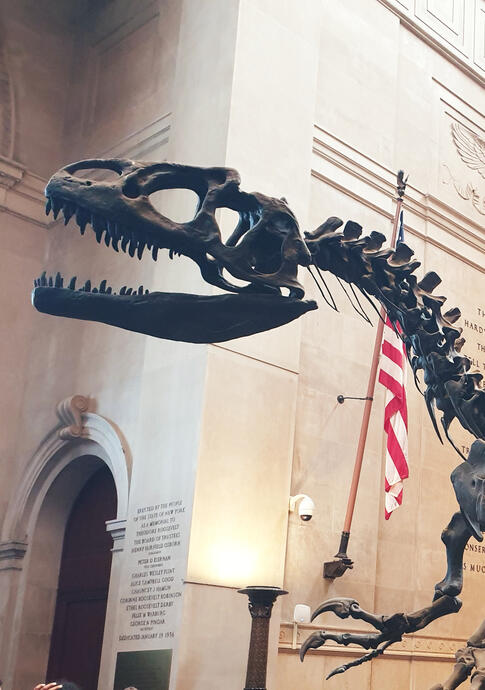 An Allosaurus An Allosaurus